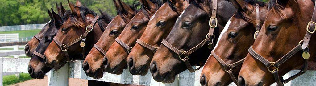 Marmaris At safari Turu ve Gezileri | Tatil Paketleri,Tatil Turları ve Günlük Turlar